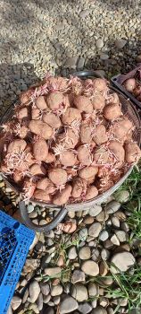 Картопля середня 1