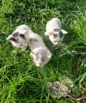Кошенята 2 місяці 1
