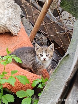 Безкоштовно маленькі котенятка 6