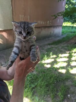 Віддамо кошенятко 2