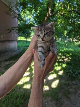 Віддамо кошенятко 1