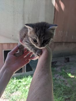 Віддамо кошенятко 3
