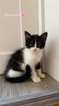 Віддам котиків безкоштовно 1