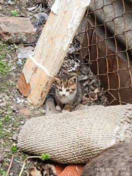 Безкоштовно маленькі котенятка 1