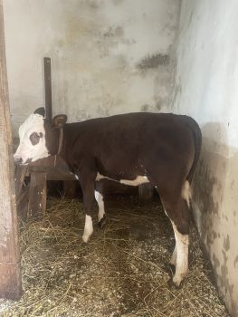 Чудова теличка 🐄 1