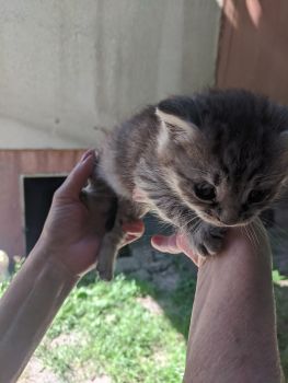 Віддамо кошенятко 4