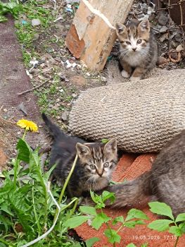 Безкоштовно маленькі котенятка 3