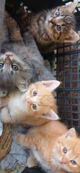 Тваринки котики 1