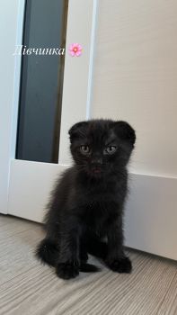 Віддам котиків безкоштовно 2