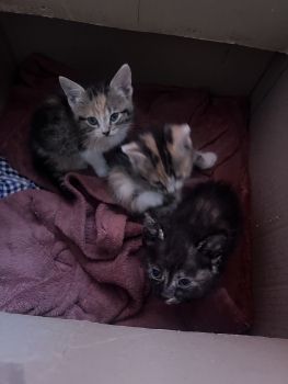 З дівчинки шукають свою сімʼю) 3