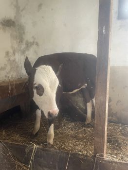 Чудова теличка 🐄 2