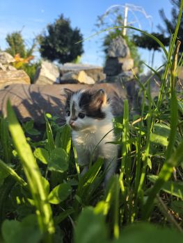 Лагідне кошеня шукає люблячих господарів 1