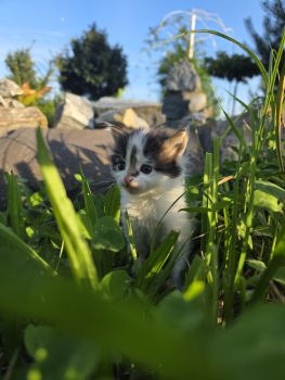 Лагідне кошеня шукає люблячих господарів 2