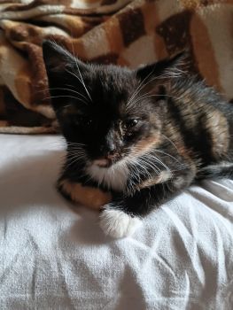 Віддам в добрі руки кошенят 4