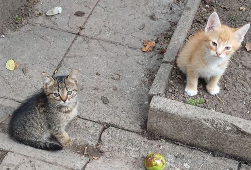 Котики безкоштовно 1