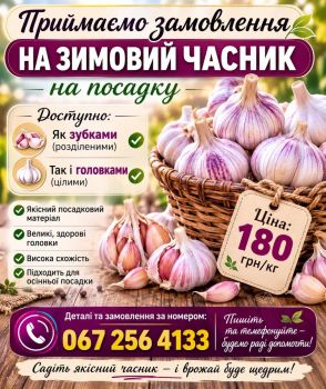 Приймаємо замовлення на зимовий часник