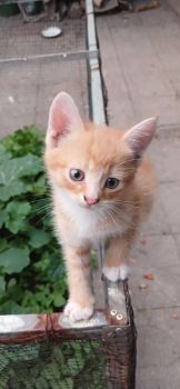 Котики безкоштовно 2
