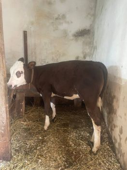 Чудова теличка🐮 1