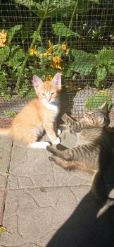Тваринки котики 1