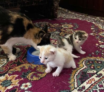 Котики в добрі руки 2