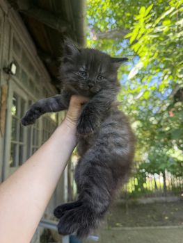 Віддам кошеня в добрі руки