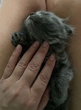Висловухі кошенята 1