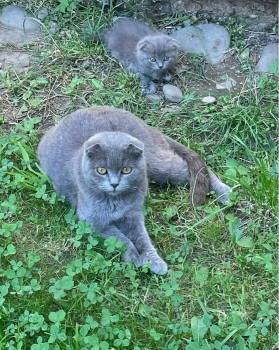Висловухі кошенята 2