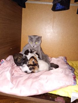 Кошенята шукають дім 3