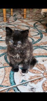 Віддамо кошенят, хлопчик і дівчинка 6