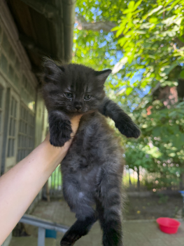 Віддам кошеня в добрі руки 3