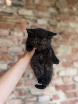 Віддам кошеня в добрі руки 4