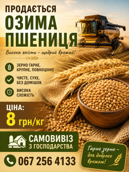 Озима пшениця гарна,крупна 1