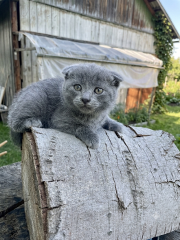 Висловухі кошенята 4