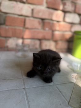 Віддам кошеня в добрі руки 3