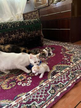 Котики в добрі руки 4