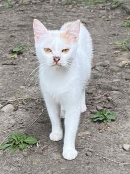 Котики в добрі руки 5