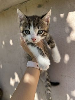 Віддам кошеня з красивим леопардовим окрасом 6