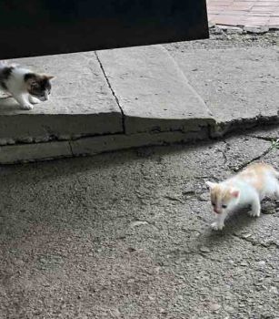 Котики в добрі руки 7