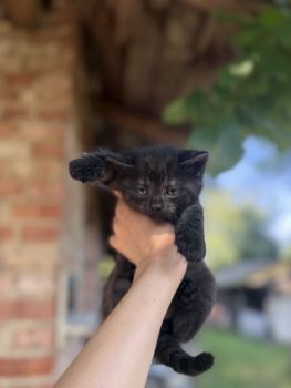 Віддам кошеня в добрі руки