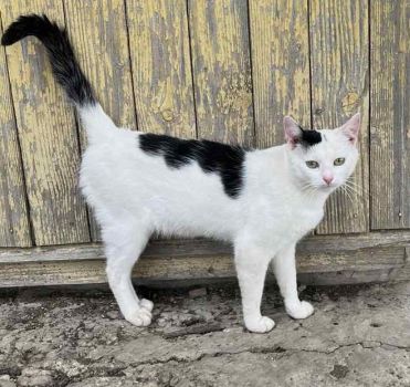 Котики в добрі руки 1