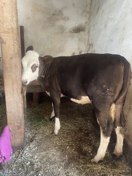 Чудова теличка🐄 1