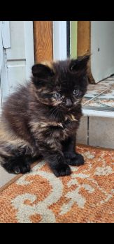 Віддамо кошенят, хлопчик і дівчинка 1