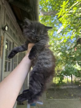 Віддам кошеня в добрі руки 2
