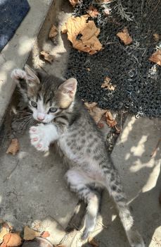 Віддам кошеня з красивим леопардовим окрасом 4