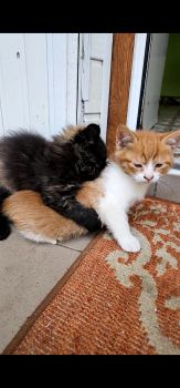 Віддамо кошенят, хлопчик і дівчинка 3