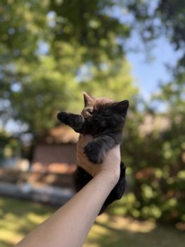 Віддам кошеня в добрі руки 2