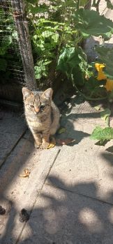 Тваринки котики 2