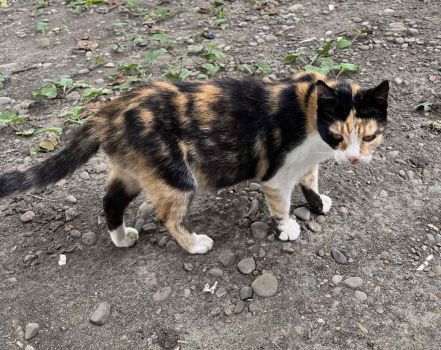 Котики в добрі руки 3