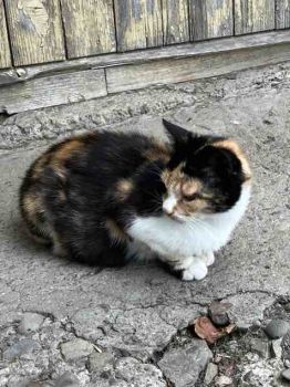 Котики в добрі руки 6