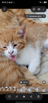 Віддамо кошенят, хлопчик і дівчинка 7